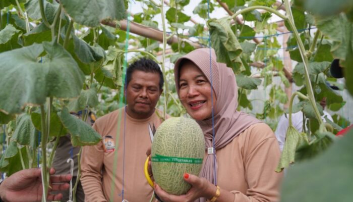 Bojonegoro Punya Wisata Melon Premium Langsung Petik Sendiri