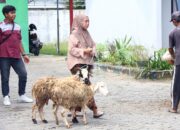 Luar Biasa, Bantuan Domba di Bojonegoro Disebar ke 1.200 Keluarga