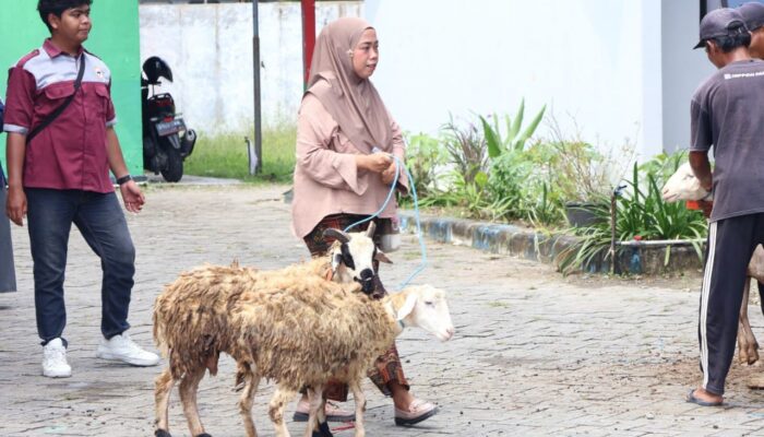 Luar Biasa, Bantuan Domba di Bojonegoro Disebar ke 1.200 Keluarga