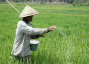 Penyaluran Pupuk Bersubsidi Bojonegoro Hampir 100 Persen