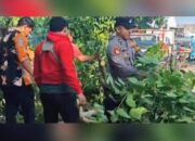 Cuaca Ekstrem, Pohon Besar Timpa Jalan Deandels Lamongan