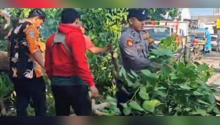 Cuaca Ekstrem, Pohon Besar Timpa Jalan Deandels Lamongan