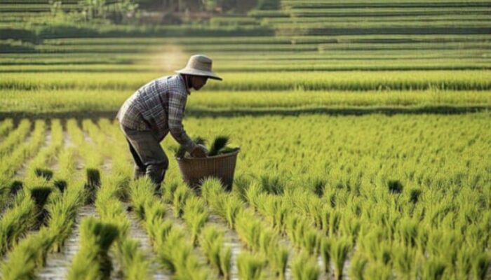 Program AUTP Bojonegoro, Ribuan Petani Berebut Daftar