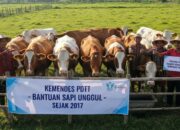 Skandal Sapi Bantuan di Tuban: Dijual Diam-Diam Regulasi Dilanggar