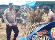 Detik-Detik Penggerebekan Markas Judi Sabung Ayam di Alasmalang Banyuwangi