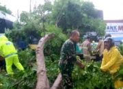 Sinergi TNI Polri Damkar Evakuasi Pohon Tumbang di Lamongan