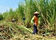 Dukung Swasembada Gula, Bojonegoro Siap Perluas Lahan Tebu Ribuan Hektare