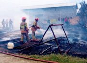 Api Berkobar di Desa Bulaklo, Damkarmat Bojonegoro Kerahkan Armada Lengkap