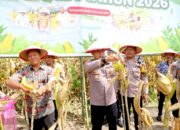Swasembada Pangan Diperkuat, Polres Kediri Hadir di Panen Raya Jagung