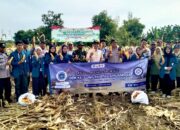 Muspika Babat Lamongan dan Mahasiswa Unair Kompak Panen Jagung