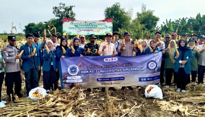 Muspika Babat Lamongan dan Mahasiswa Unair Kompak Panen Jagung
