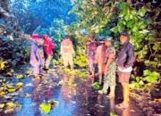 Pohon Raksasa Ambruk di Ngimbang Lamongan, Arus Lalu Lintas Sempat Macet Total