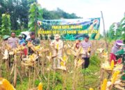 Ketahanan Pangan Menguat, Jagung Gondanglor Sugio Lamongan Dipanen Bersama TNI