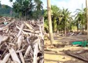 Banjir Bandang Aceh Tamiang: Rumah Habis, Kuburan Tertimbun Kayu