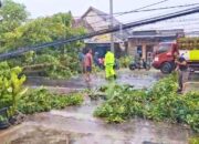 Cuaca Buruk Picu Pohon Tumbang, Lalu Lintas Lamongan Kembali Normal