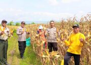 Panen Jagung di Kanor Bojonegoro, Polisi Sekaligus Sampaikan Himbauan Kamtibmas