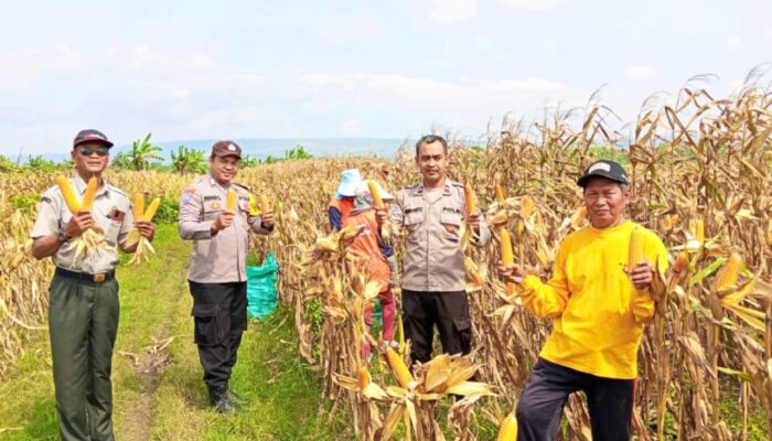 Panen Jagung di Kanor Bojonegoro, Polisi Sekaligus Sampaikan Himbauan Kamtibmas