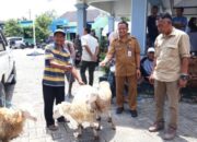 Program Domba Kesejahteraan Jadi Andalan Tingkatkan Ekonomi Warga Bojonegoro