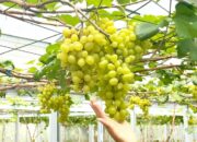 Agrowisata Anggur Bojonegoro Tarik Wisatawan, Sekali Panen Capai 4 Kwintal