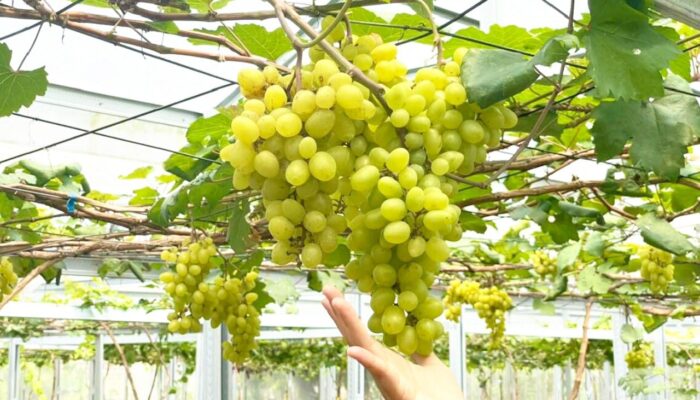 Agrowisata Anggur Bojonegoro Tarik Wisatawan, Sekali Panen Capai 4 Kwintal