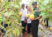 Greenhouse Melon Berbuah Manis, Danramil Brondong Lamongan Dorong Ekonomi Kerakyatan