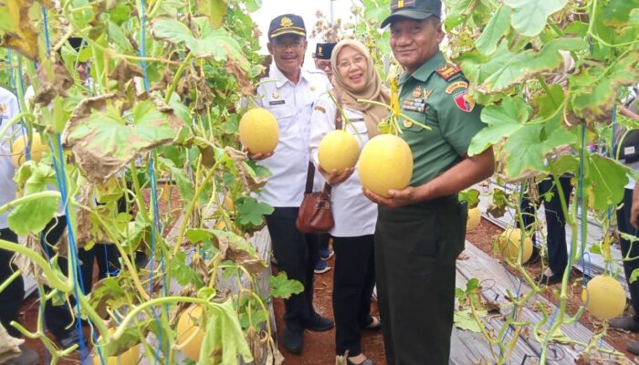 Greenhouse Melon Berbuah Manis, Danramil Brondong Lamongan Dorong Ekonomi Kerakyatan