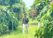 Dari Desa Ngasem, Kelengkeng Premium Bojonegoro Tembus Pasar