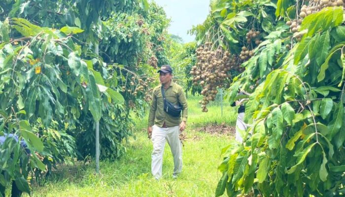 Dari Desa Ngasem, Kelengkeng Premium Bojonegoro Tembus Pasar