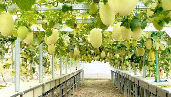 Agrowisata Melon Bojonegoro, Sekali Datang Dijamin Ingin Balik Lagi