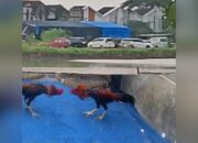 Sorak Judi Sabung Ayam Terdengar hingga Permukiman, Aparat Sidoarjo Dinilai Diam