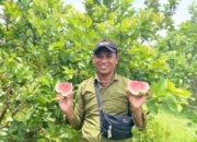 Satu-satunya di Bojonegoro, Wisata Petik Buah Jambu Kristal Merah Bandungrejo