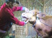 Disnakkan Bojonegoro Bentuk Sabuk Pelindung Cegah PMK Meluas