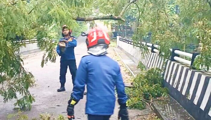 Respon Kilat Damkarmat Bojonegoro, Pohon Tumbang di Sendangrejo Tuntas Dievakuasi