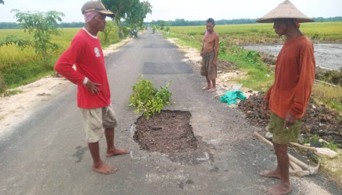 BKKD Jalan Aspal Rp2 Miliar di Ngampal Sumberrejo Bojonegoro Rusak Sebulan Usai Dikerjakan, Audit Diminta Bongkar Total