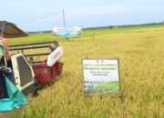 Panen Lebih Cepat dari Biasanya, Padi Gamagora 7 Bikin Petani Kepohbaru Bojonegoro Optimistis