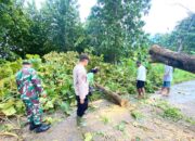 Sinergi TNI Polri di Lamongan: Atasi Pohon Tumbang yang Melintang di Badan Jalan