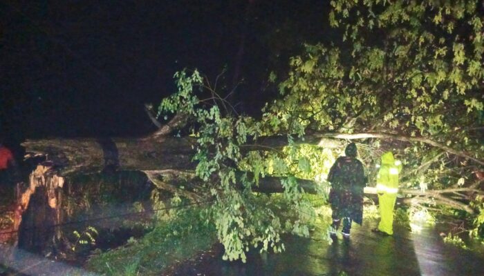 Hujan Angin Terjang Lamongan, Jalur Penghubung Antar Kecamatan Sempat Macet