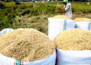 Harga Gabah di 28 Kecamatan Bojonegoro Stabil, Petani Bisa Jual Hingga Segini