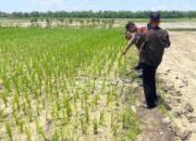 Petani di Bojonegoro Tiba-Tiba Tewas Saat Memupuk Sawah, Ini Dugaan Penyebabnya