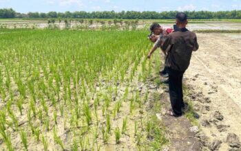 Petani di Bojonegoro Tiba-Tiba Tewas Saat Memupuk Sawah, Ini Dugaan Penyebabnya
