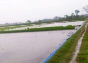 Tak Turun Lama, Hujan Datang di Bojonegoro Tepat Waktu untuk Pupuk dan Tandur