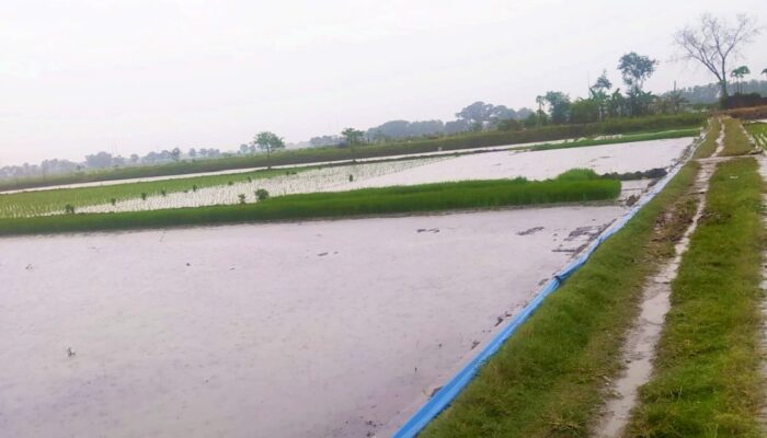 Tak Turun Lama, Hujan Datang di Bojonegoro Tepat Waktu untuk Pupuk dan Tandur