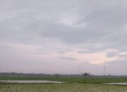 Cuaca Bojonegoro Hari Ini: Pagi Cerah Berawan, Siang Hujan