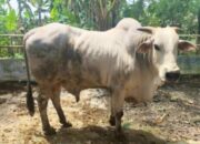 Ditetapkan Mentan, Tambakrejo Bojonegoro Jadi Lumbung Bibit Sapi PO Terbaik di Indonesia