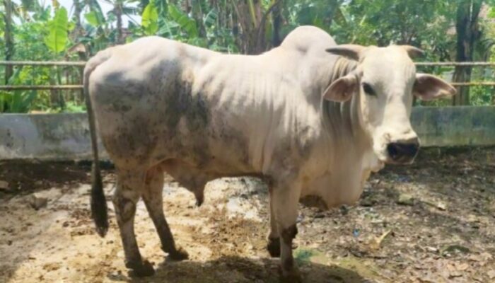 Ditetapkan Mentan, Tambakrejo Bojonegoro Jadi Lumbung Bibit Sapi PO Terbaik di Indonesia