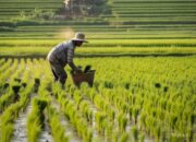 Air Terbatas, Petani Bojonegoro Diminta Ubah Pola Tanam