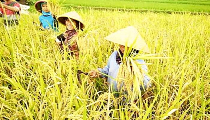 Produksi Padi Terpangkas, Pemkab Bojonegoro Genjot Solusi Cerdas untuk Petani