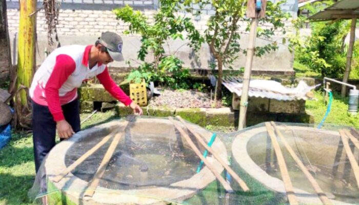 Panen Ketiga, Bantuan KOLEGA Bojonegoro Dongkrak Ekonomi dan Gizi Keluarga