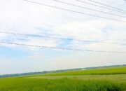 Prakiraan Cuaca Bojonegoro 30 April: Berawan Lembap Tanpa Cuaca Ekstrem