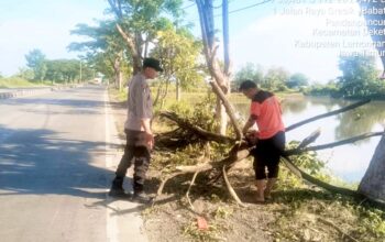 Pohon Tumbang Tutup Jalur Lamongan–Gresik, Polisi dan Warga Bergerak Cepat